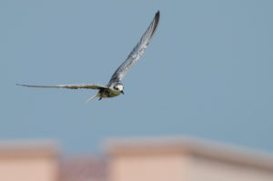 White-winged Tern (Chlidonias leucopterus)