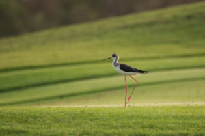 Black-winged Stilt (Himantopus himantopus)