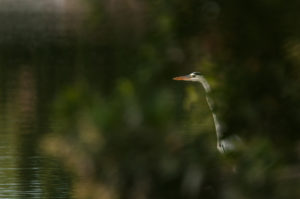 Gray Heron (Ardea cinerea)