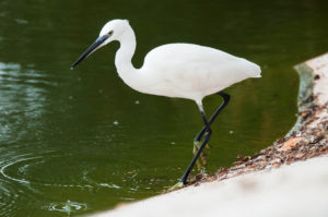 Little Egret (Egretta garzetta)