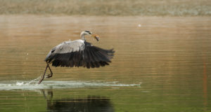 Gray Heron (Ardea cinerea)