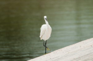 Little Egret (Egretta garzetta)