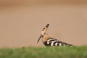 Eurasian Hoopoe (Eurasian) (Upupa epops epops)