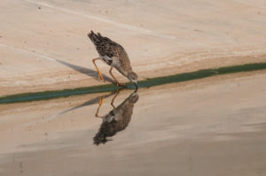 Ruff (Calidris pugnax)