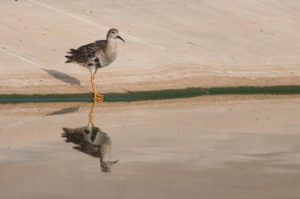 Ruff (Calidris pugnax)