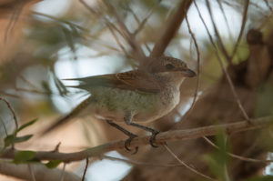 Red-backed Shrike (Lanius collurio)