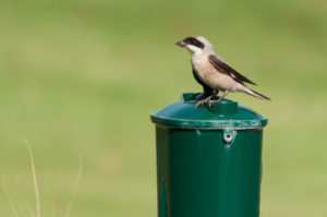 Lesser Gray Shrike (Lanius minor)