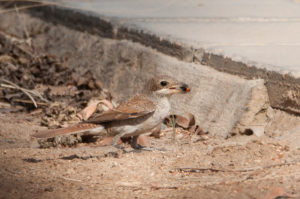 Red-backed Shrike (Lanius collurio)