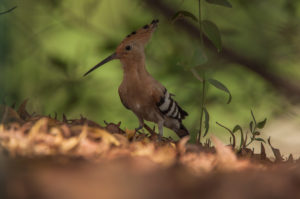 Eurasian Hoopoe (Eurasian) (Upupa epops epops)