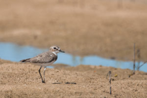 Greater Sand Plover (Charadrius leschenaultii)