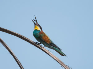 European Bee-eater (Merops apiaster)