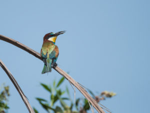 European Bee-eater (Merops apiaster)