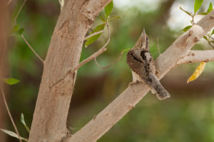 Eurasian Wryneck (Jynx torquilla)