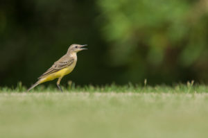 Western Yellow Wagtail (Motacilla flava)