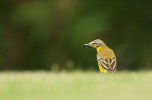 Western Yellow Wagtail (Motacilla flava)