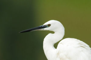 Saudi Arabia - Little Egret (Egretta garzetta)