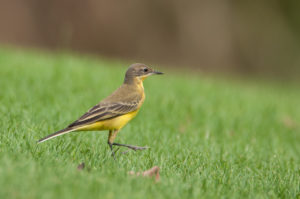 Western Yellow Wagtail (Motacilla flava)