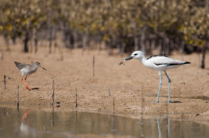 Crab-Plover (Dromas ardeola)