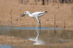 Crab-Plover (Dromas ardeola)