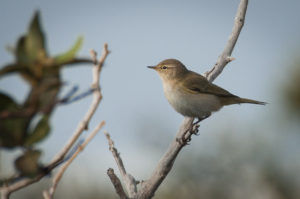 Common Chiffchaff (Phylloscopus collybita)