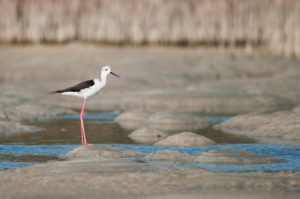 Black-winged Stilt (Himantopus himantopus)