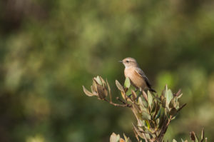 Siberian Stonechat (Saxicola maurus)