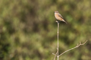 Siberian Stonechat (Saxicola maurus)