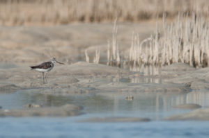 Common Greenshank (Tringa nebularia)