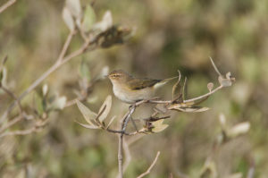 Common Chiffchaff (Phylloscopus collybita)