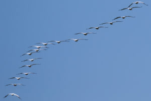 Great White Pelican (Pelecanus onocrotalus)