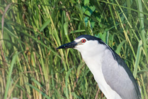 Black-crowned Night-Heron (Nycticorax nycticorax)