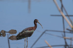 Glossy Ibis (Plegadis falcinellus)