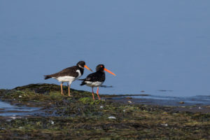 Eurasian Oystercatcher (Haematopus ostralegus)