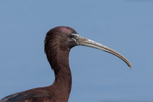 Glossy Ibis (Plegadis falcinellus)