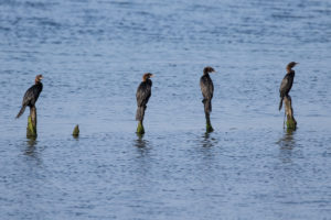 Pygmy Cormorant (Microcarbo pygmaeus)