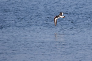 Eurasian Oystercatcher (Haematopus ostralegus)