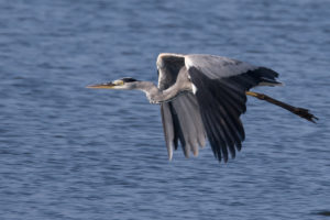 Gray Heron (Ardea cinerea)