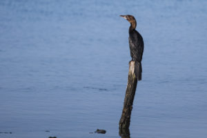 Pygmy Cormorant (Microcarbo pygmaeus)