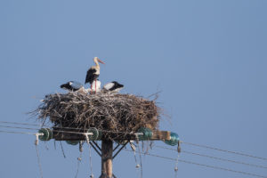 White Stork (Ciconia ciconia)