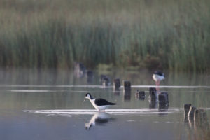 Black-winged Stilt (Himantopus himantopus)