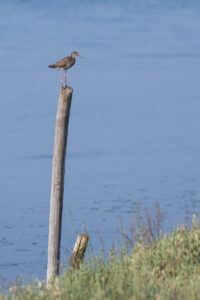 Common Redshank (Tringa totanus)