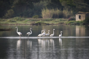 Greater Flamingo (Phoenicopterus roseus)