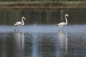 Greater Flamingo (Phoenicopterus roseus)