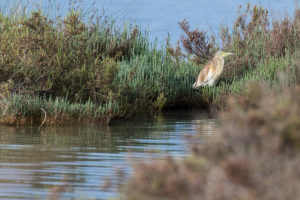 Squacco Heron (Ardeola ralloides)