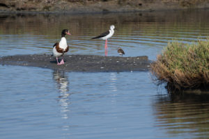 Common Shelduck (Tadorna tadorna)