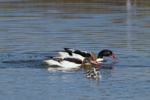 Common Shelduck (Tadorna tadorna)