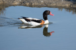 Common Shelduck (Tadorna tadorna)