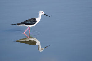 Black-winged Stilt (Himantopus himantopus)