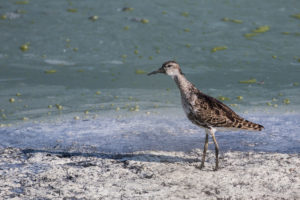 Ruff (Calidris pugnax)