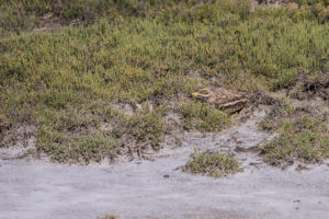 Eurasian Thick-knee (Burhinus oedicnemus)